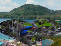 Distrik Kofiau Memiliki Alam Yang Indah Dan Habitat Burung Endemik Cantik Di Raja Ampat